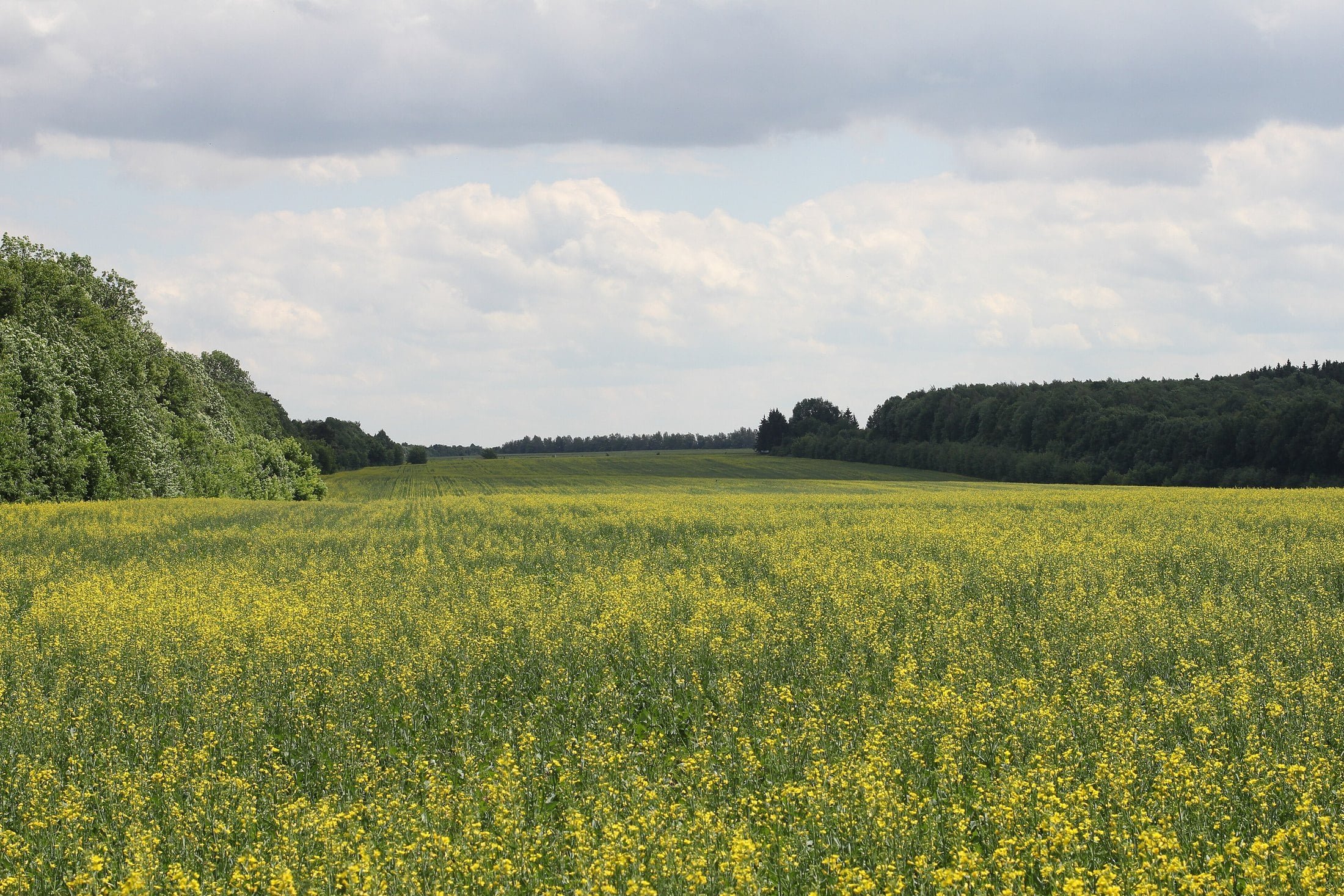 Kwitnące pole rzepaku przy ścianie lasu